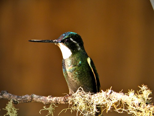 hummingbird birdcostaricavacation2009