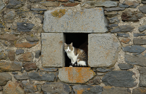 cat walking geotagged monday auvergne cantal gr4 france2007 geo:lat=450496842000009 geo:lon=29515253999993