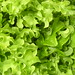 Foto: Pluksla 'Green Salad Bowl'