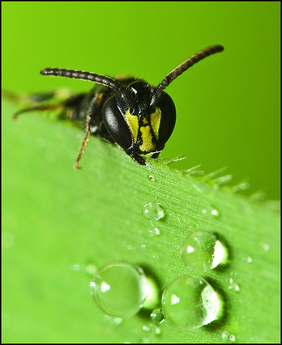 macro insect droplets wasp hymenoptera