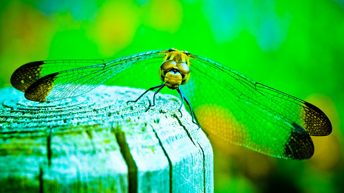 park macro green nature colors animals japan closeup digital geotagged wings nikon colorful asia dof legs dragonflies dragonfly bokeh tl head parks insects 日本 onecolor nippon d200 nikkor dslr toned nihon kanto tsukuba ibaraki 50mmf18 thecolorgreen closeuplense utatafeature manganite nikonstunninggallery challengeyou challengeyouwinner dohopark dohokoen geo:lat=36061446 geo:lon=140122531 date:year=2006 date:month=september date:day=16 format:ratio=169