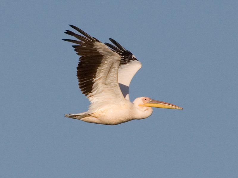 Photograph titled 'Great White Pelican'