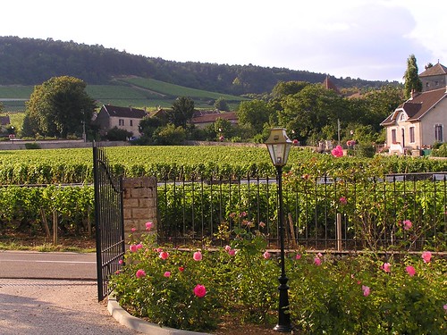 vineyard vines grandcruvineyard