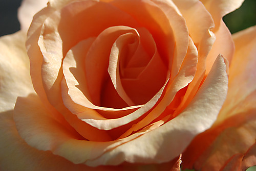 flower macro rose