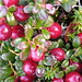 Lowbush cranberries
