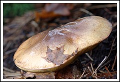 Canadian Mushroom