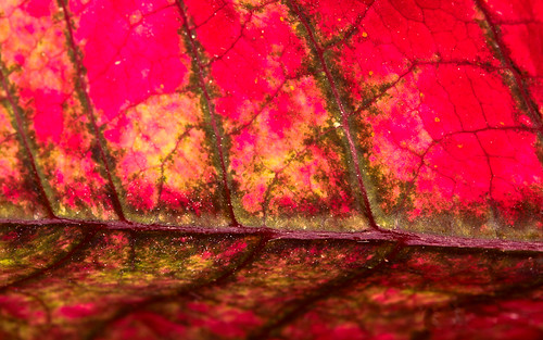 abstract macro landscape leaf december collingwood poinsettia 365 365photos dwcffcolorful