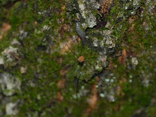 tree massachusetts arachnid bark harvestman wachusettmountain tag20070731c