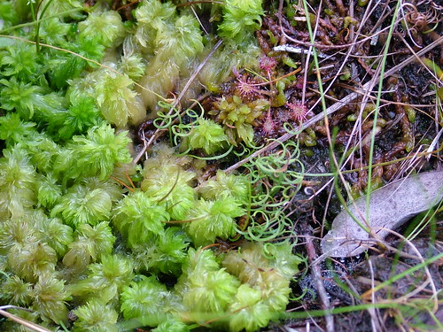 Curly Grass Fern Schizaea Pusilla ·