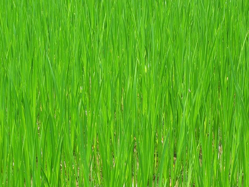 powershotg7 canong7 plants grass hires hi res high 高画質 精細 resolution 緑 green foliage background pattern wallpaper 壁紙 背景 模様