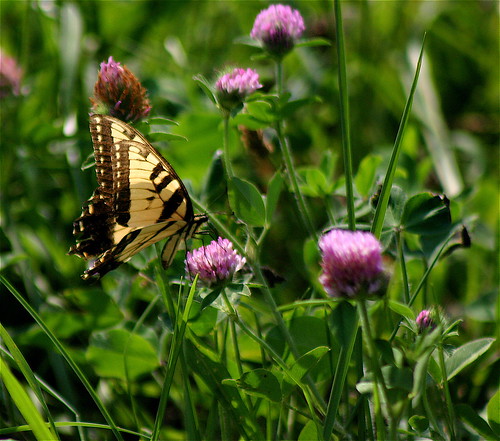 brown black green yellow rural butterfly geotagged illinois purple thistle insects farmland clover ohioriver flatlands southernillinois ohioriverbottoms ohiorivervalley caveinrockillinois littleegyptareaillinois geo:lon=88199272 geo:lat=37586895