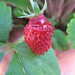 First strawberry