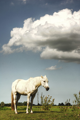 blue summer sky horse cloud holland netherlands dutch landscape nikon view d70s nederland groningen dijk soe hdr dike reitdiep landschap paard photomatix 25faves shieldofexcellence