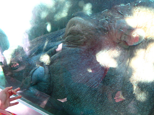 Sleeping hippo