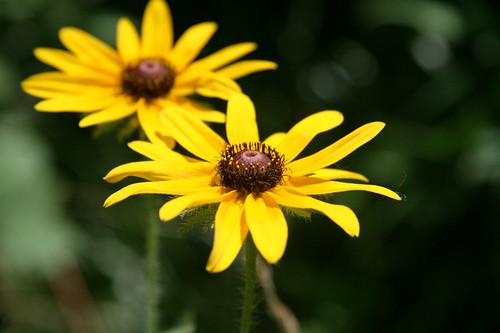 park flower flora path kansascity trail sunflower