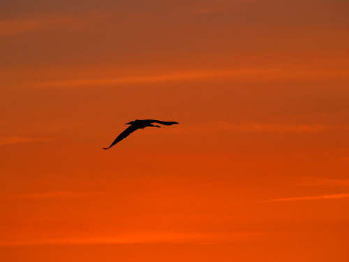 sunset nature garden landscape illinois memorial crane no il lincoln springfield 50200mm ornithologist