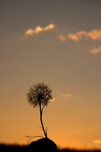 sunset sky silhouette clouds dandelion helena ©tylerknottgregson
