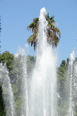 Un palmier aquatique - Photo of Saint-Paul