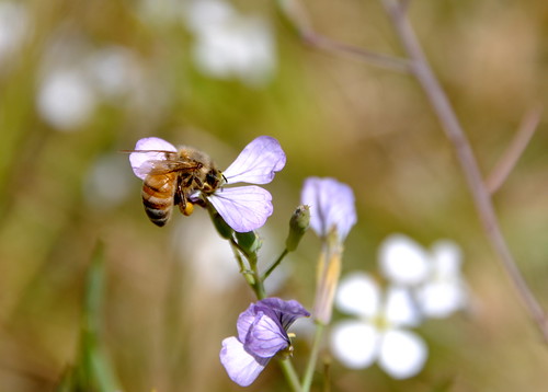 nature bokeh bee pollen tgif happybees dsc5315 focusmodemanual crazyaboutnature 9682742 winksplace healthybees