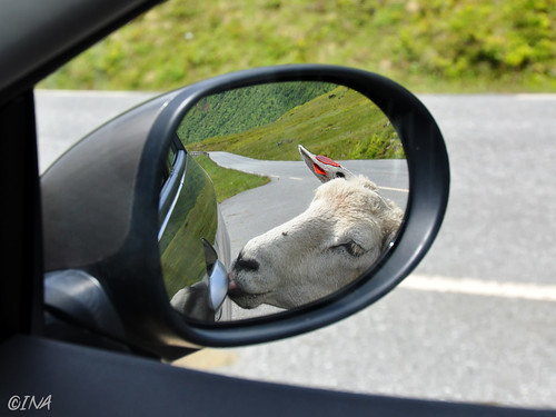 reflection car animal norway landscape mirror norge nikon dof view bokeh sau bil lamb voss bergen hordaland refleksjon speil sauer rearmirror d90 bakspeil kvassdalen