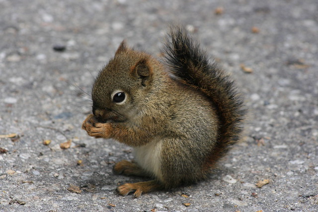 Baby Squirrel Flickr Photo Sharing!