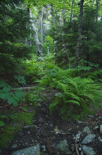 mountains green newhampshire ferns