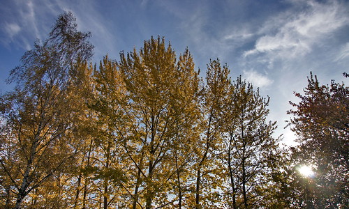 autumn trees sky fall germany deutschland saxony herbst himmel sachsen birch bäume baum chemnitz birken