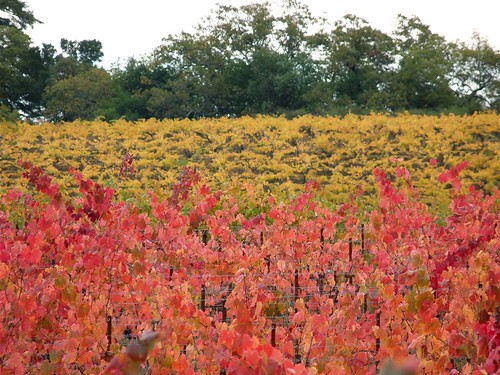 california autumn nature colors leaves view wine sonoma vine grape cloverdale asti dutchercreekroad