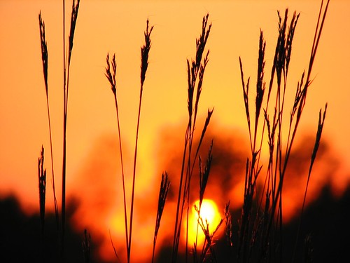 sunset orange grass searchthebest prairie laphampeak thenaturegroup