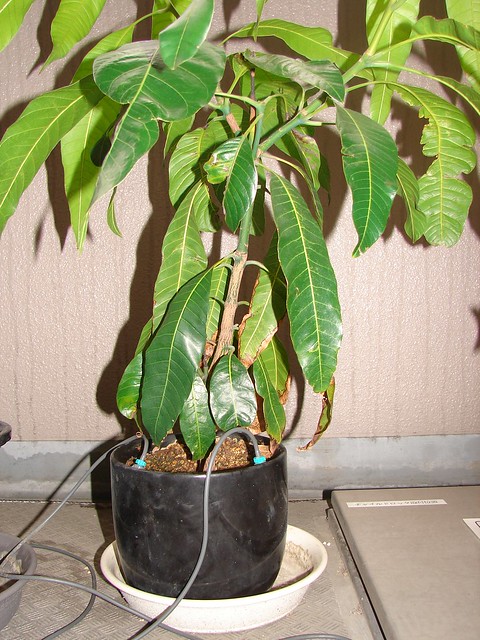 Mango als Zimmerpflanze