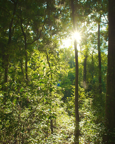 trees light sun nature forest lensflare project365 305365 vaillpointpark