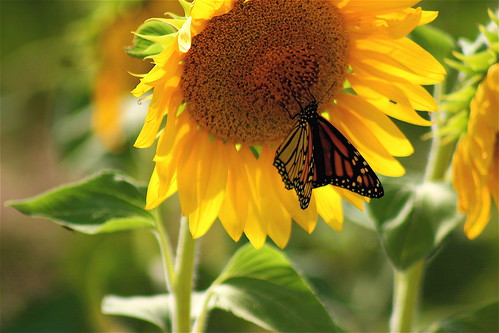 flowers summer orange brown sunlight black green field yellow rural butterfly geotagged farmland southernindiana sunflowers monarch bypass ohiorivervalley evansvillein ohiorivercity i164south geo:lat=38056223 geo:lon=87475744