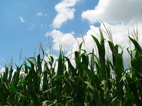 usa field illinois corn agriculture cahokia