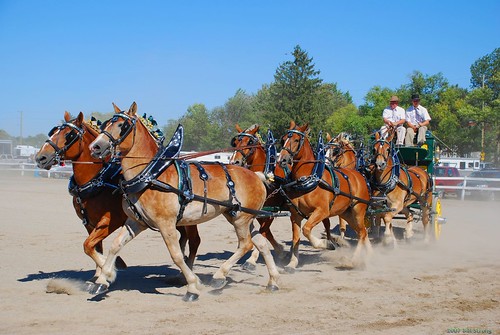 horses warner belgian belgians ancaster heavyhorses 6horsehitch ancasterfair