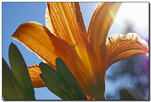 sunlight flower macro garden moscow idaho daylily palouse aplusphoto