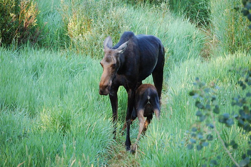 utah cabin wildlife moose nursing pinesranch aplusphoto naturewatcher