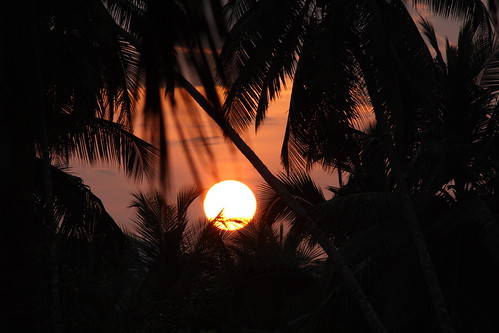 sunset sun kerala palm 1000d