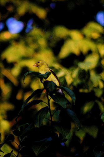 sunset bird leaves geotagged dof bokeh goldfinch finch geo:lon=87905399 geo:lat=37693151