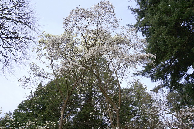 white blooms overhead