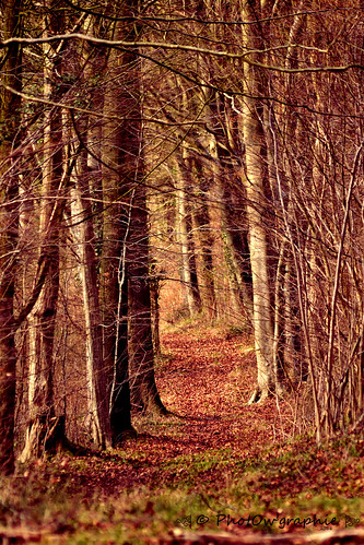 nature forest automne lumière route extérieur arbre couleur chemin forêt feuille balade branche