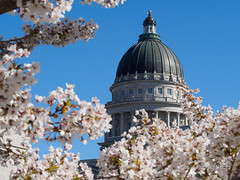 Cherry Blossoms at the Capital