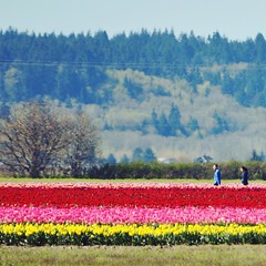 Enroute: the tulip fields are all a buzz... #colorpattern #tulips #tulipfields #color #skagitvalley #onthesideoftheroad