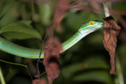 green thailand snake wildlife viper herpetofauna d80 benmarshall sakaeratbiospherereserve