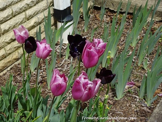 Tulips with darker tulips