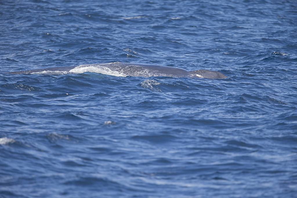 Blue Whale     Sri Lanka