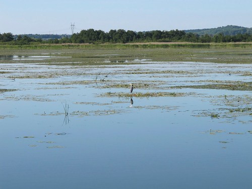 barca fiume uccelli turismo animali polonia ferie battello canale binari diga parconaturale elblag areaprotetta canaledielblag