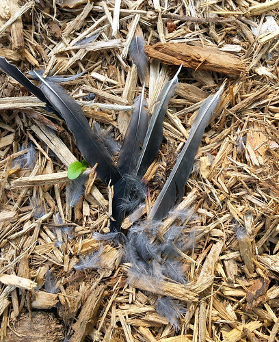 five large dark feathers and many small gray feathers