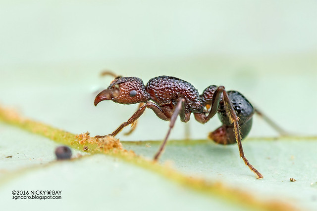 Ant (Gnamptogenys cf. menadensis) - DSC_7904