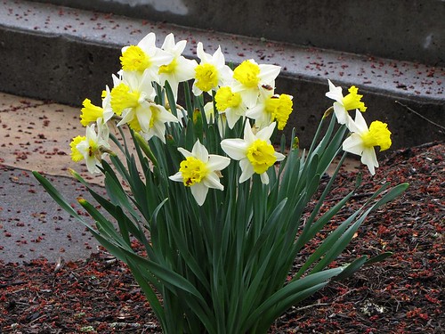 westvirginia daffodils lewisburg greenbriercounty