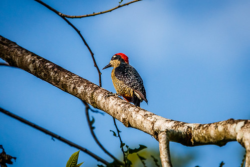 costarica centroamérica blackcheekedwoodpecker melanerpespucherani schläfenfleckspecht carpinterocentroamericano